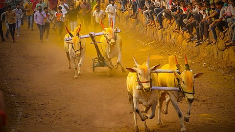 Bullock Cart Race