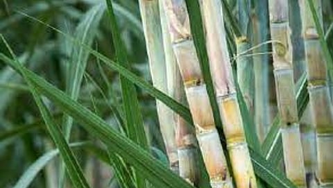 Sugarcane