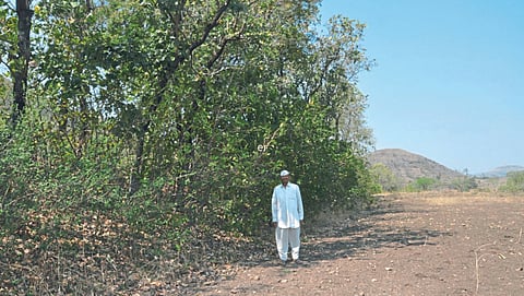 बांधावरची झाडे