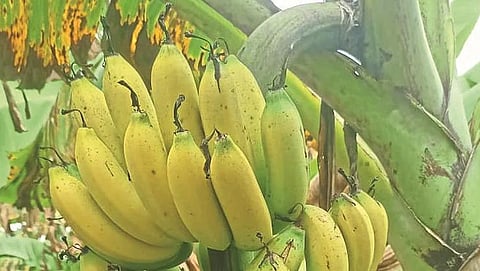 Banana