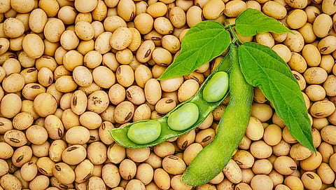 Soybean