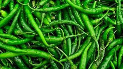 Aurangabad Chili Market