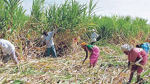 Sugarcane FRP