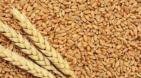 Wheat Export Ban