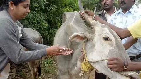 Disease In Animals