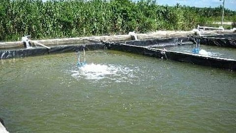 preparation of fish pond