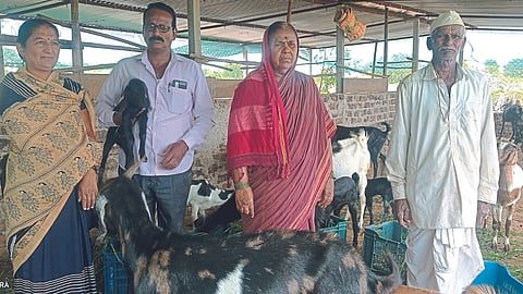Goat Farming