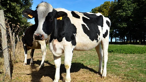 Heifer Decease