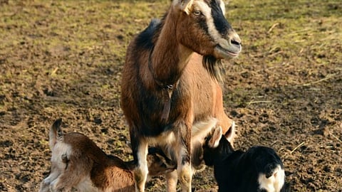 Goat and Sheep Management