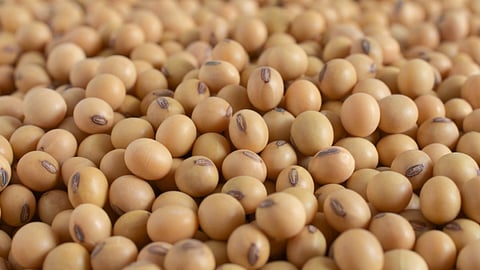 Soybean