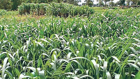 Summer Fodder Crop