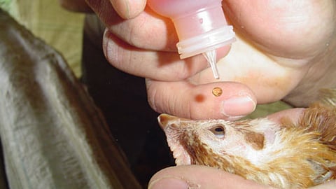 कोंबड्यांना कोणती लस द्यावी ?