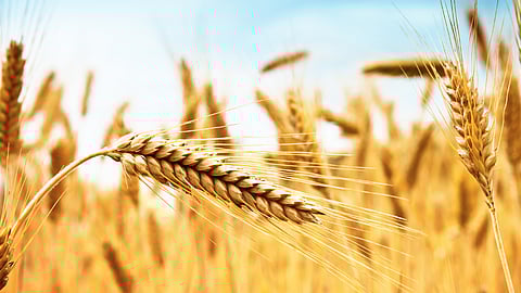 Wheat