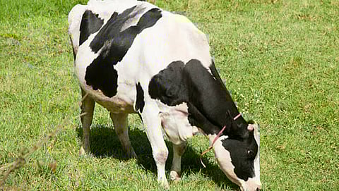 Pregnant Cow-Buffalo Management