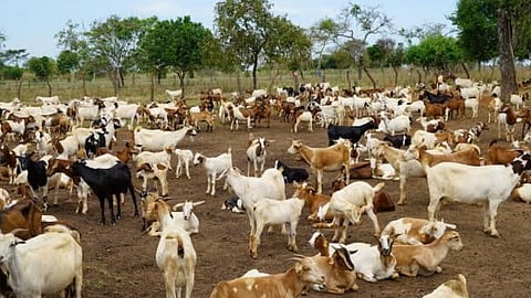 मुक्त व्यवस्थापनात शेळीपालन करावे का?