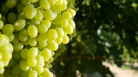Grape Export