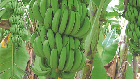 Banana