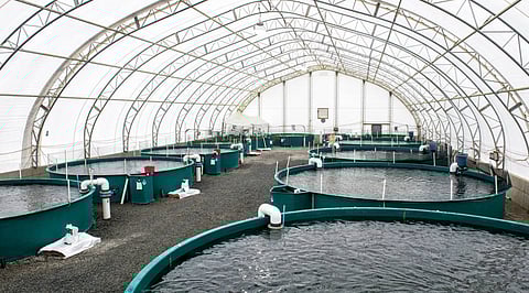 Fish Farming