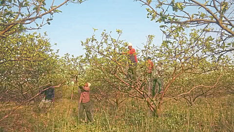Guava Farming