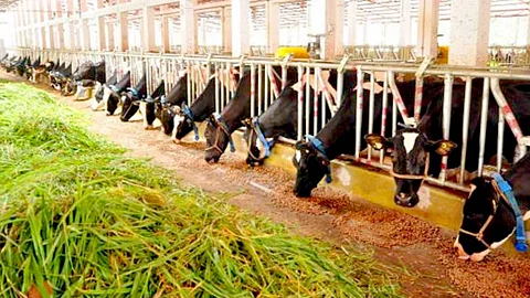 Dairy Farmers