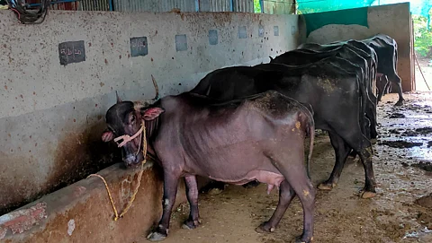 Buffalo Rearing