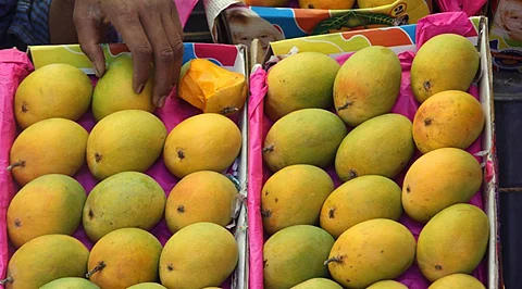 Mango Export