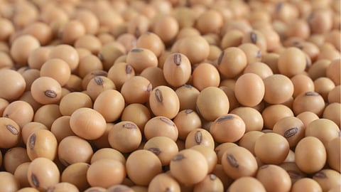 soybean