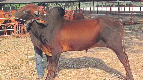 Red Kandhari Cow