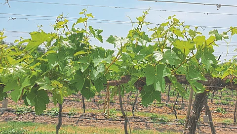 Grape Farming