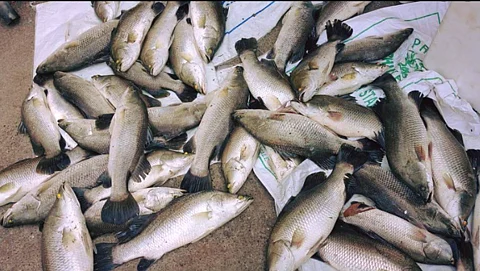 Jitada Fish Information