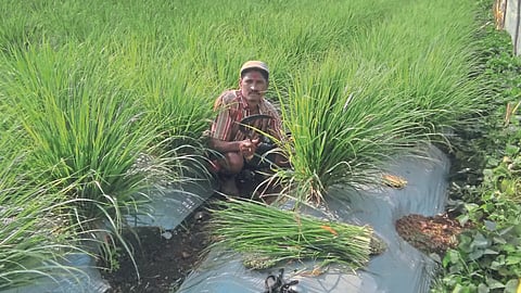 पॉली मल्चिंगवरील गवती चहाची काढणी.