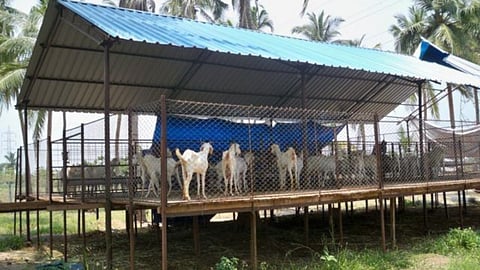 Goat Shed Construction