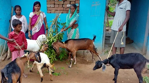 goat selection criteria