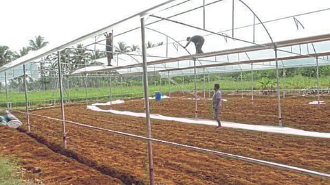Green House