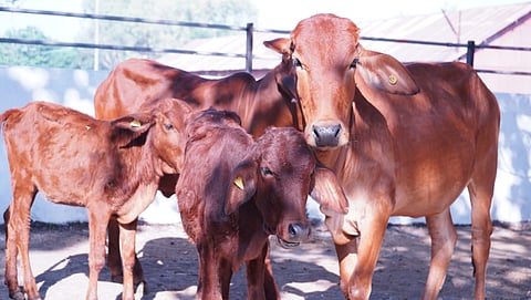 Summer management of animals