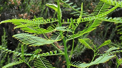 green manuring crops