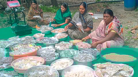 Desi Seed Bank