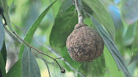 Wood Apple