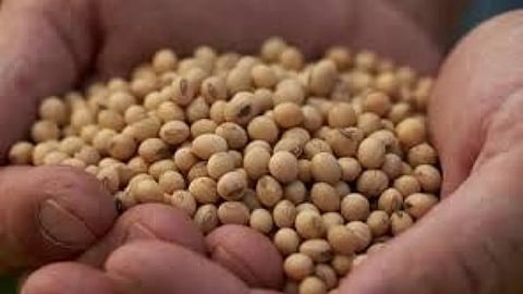 Seed