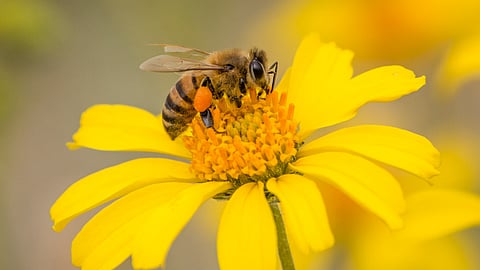 Bee On Sunflower