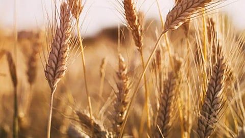 Wheat Production