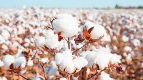 Cotton