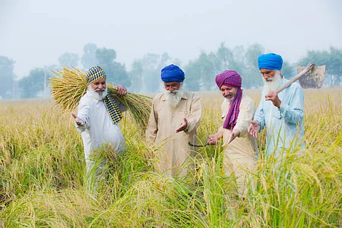 Punjab Agriculture