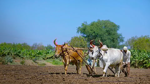Indian Farmer