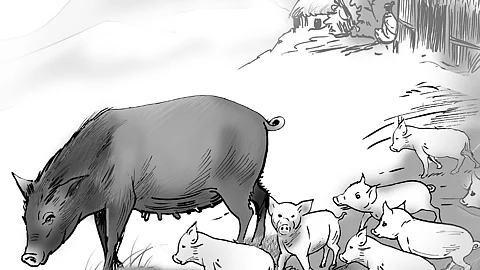 pig