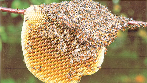 Honey Village