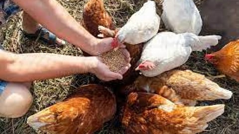 Poultry Farming