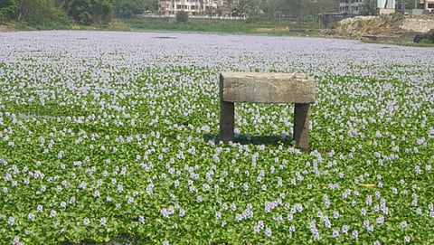 जलपर्णी