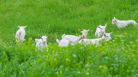 Grazing toxicity in animals