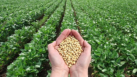 Soybean Seeds